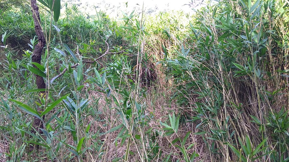 笹の耕作放棄地