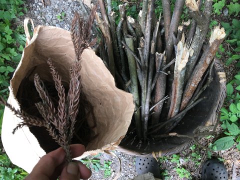 杉の葉、着火剤